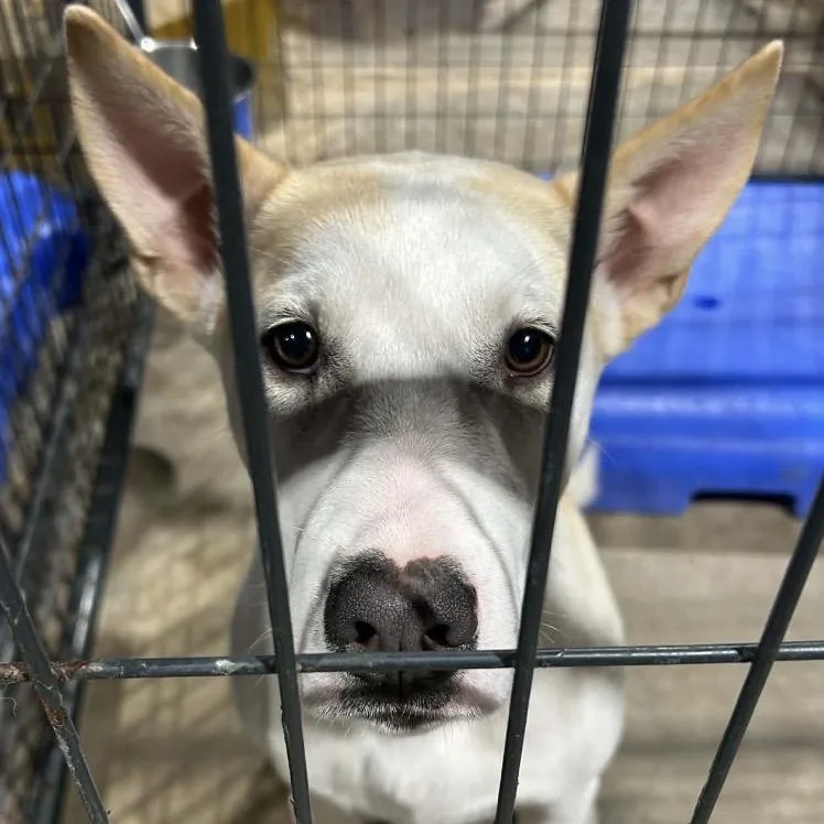 Jimmy Crystal thumbnail 2