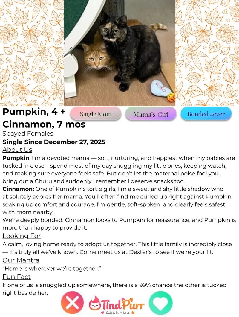 Pumpkin + Cinnamon thumbnail 2