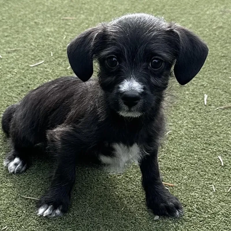 Theodore thumbnail 2