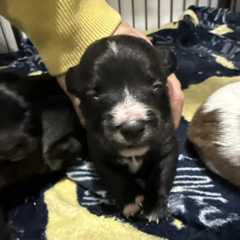 Theodore thumbnail 3