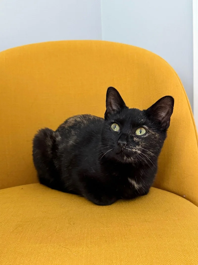 Vivienne thumbnail 2