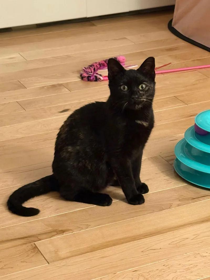 Vivienne thumbnail 3