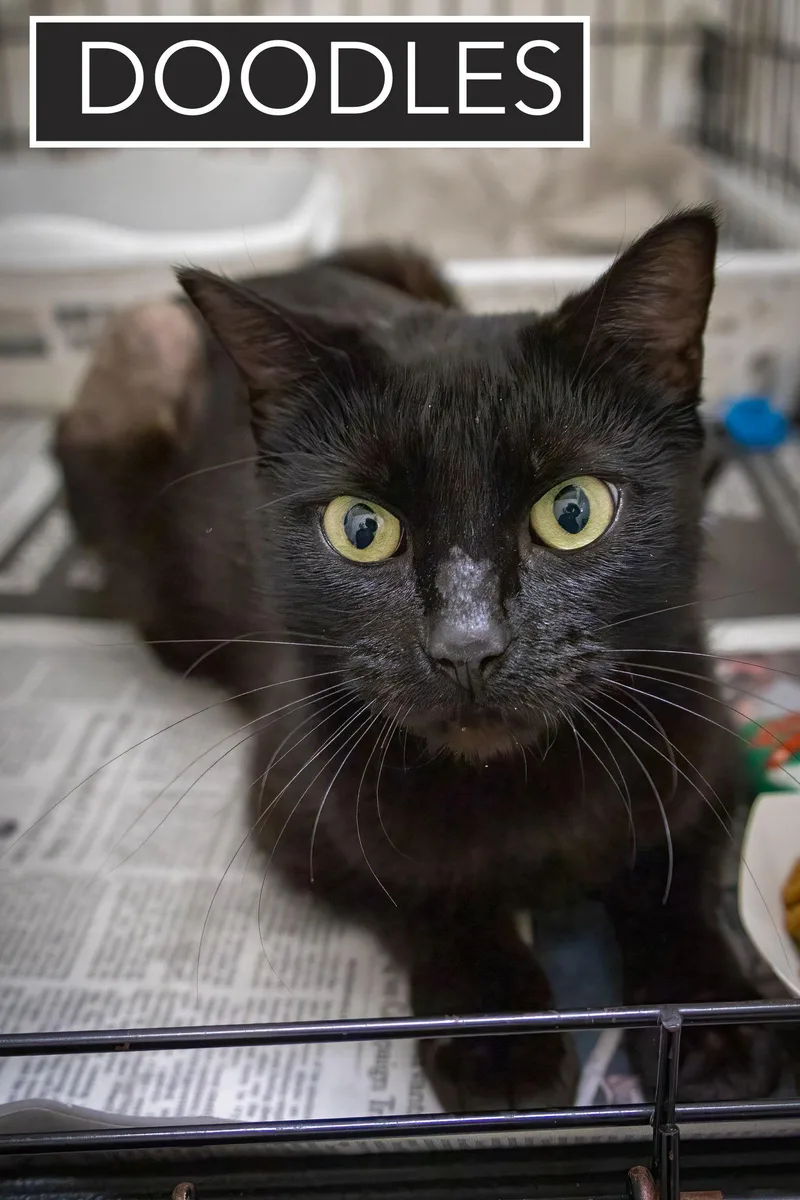 Doodles