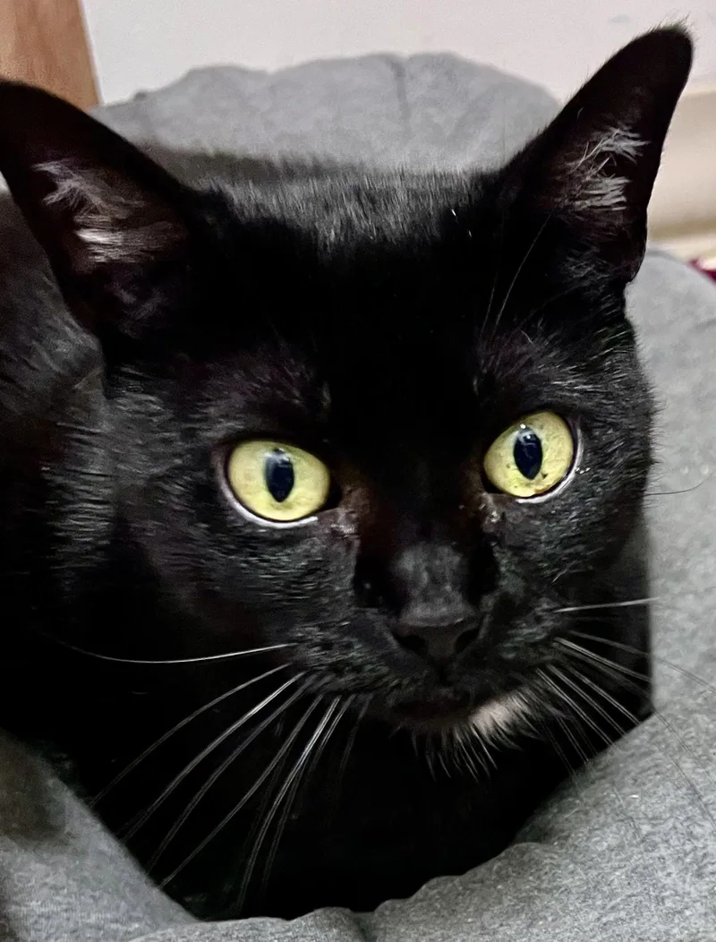 Georgie  Willow Grove thumbnail 2