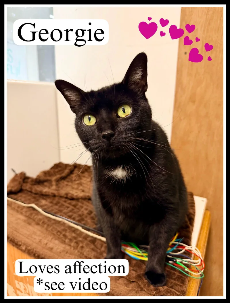 Georgie  Willow Grove thumbnail 3