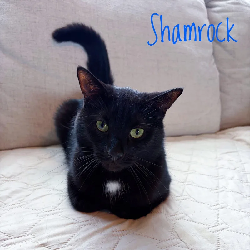 Shamrock