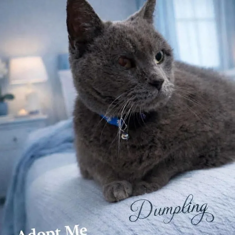 Dumpling thumbnail 2