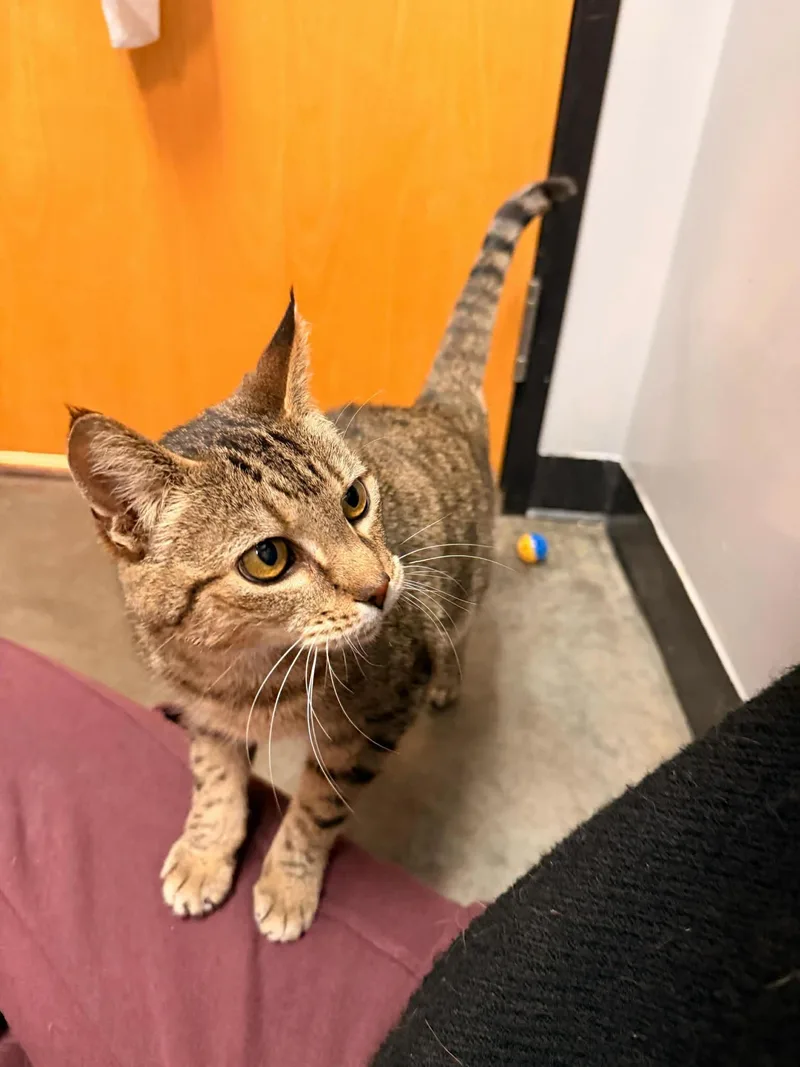 Jessamine thumbnail 2