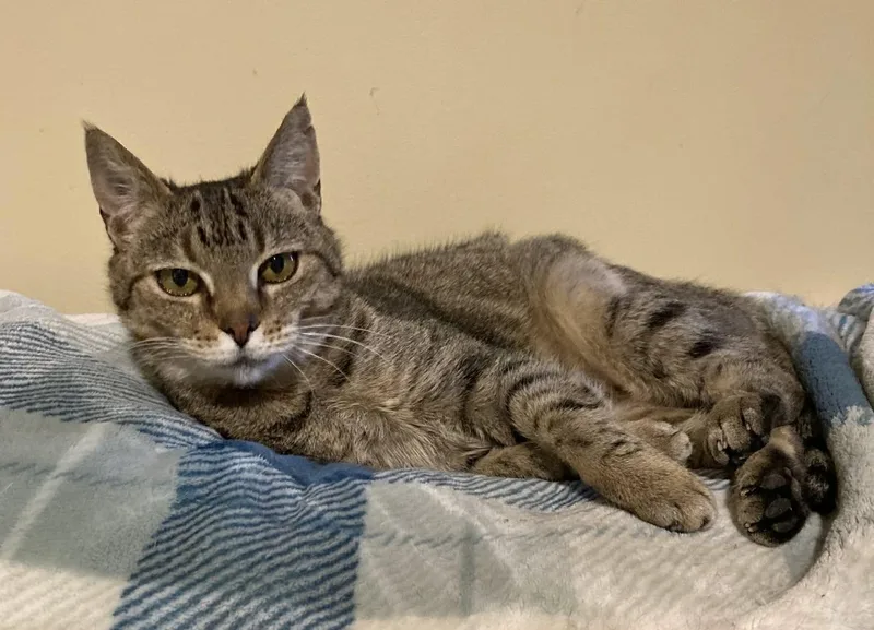 Jessamine thumbnail 3