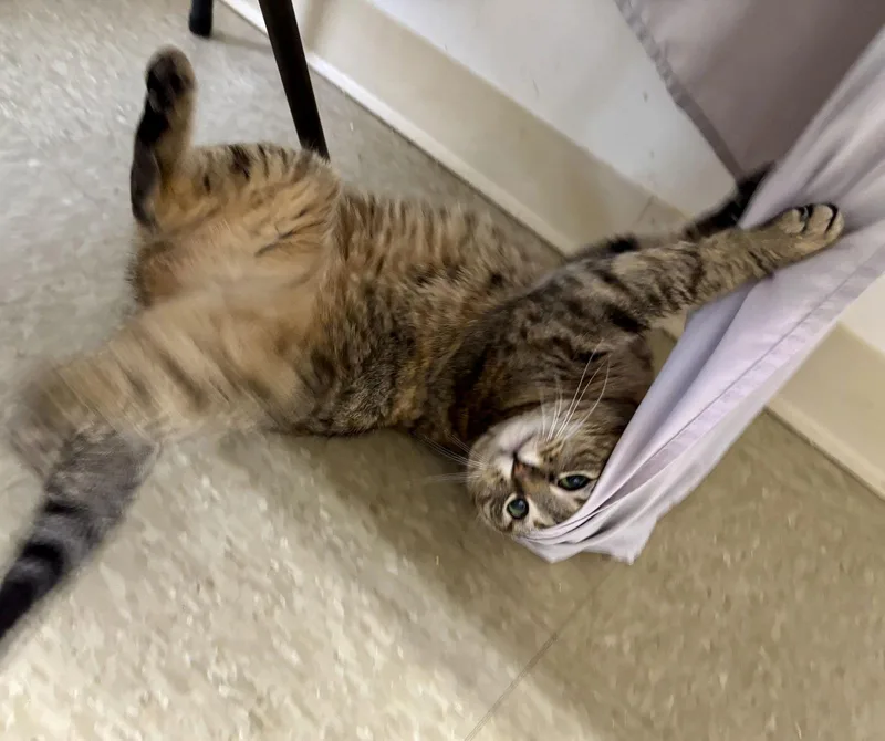 Judywillow Grove thumbnail 3