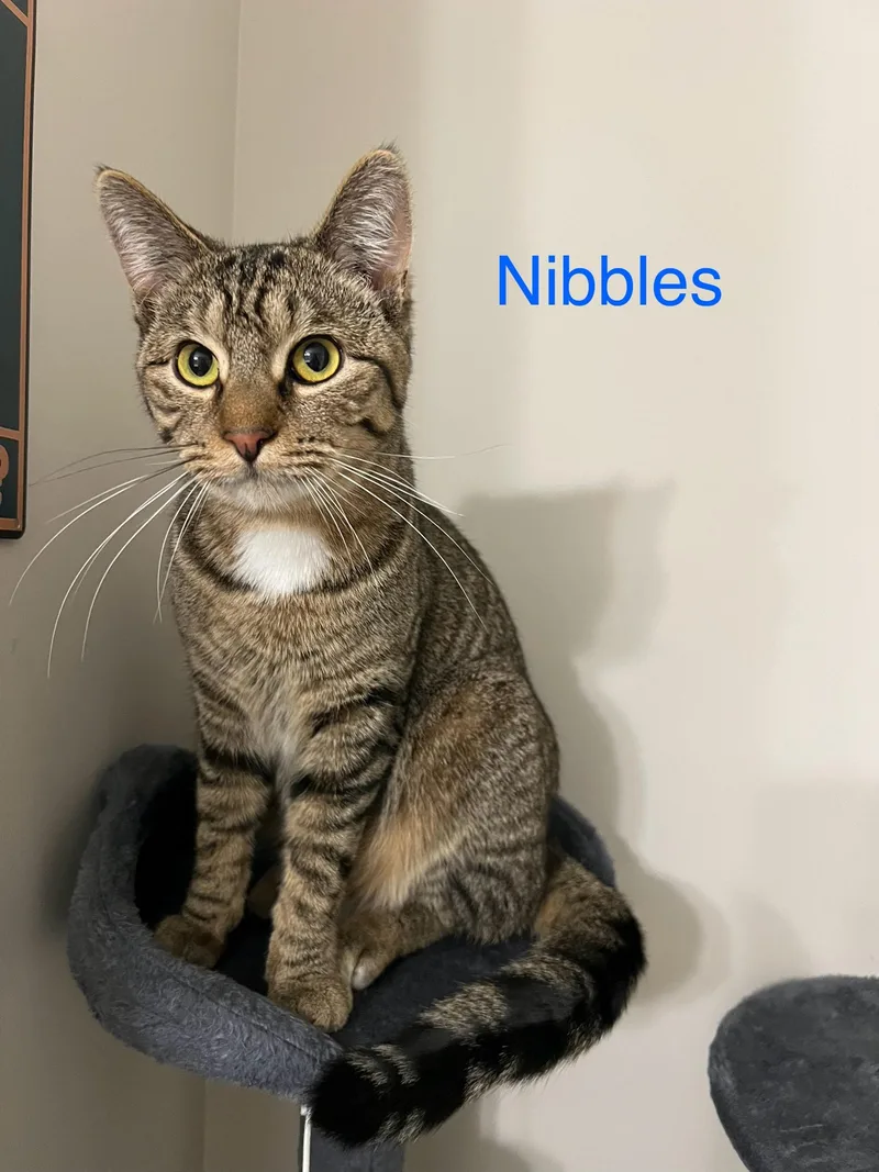 Nibbles