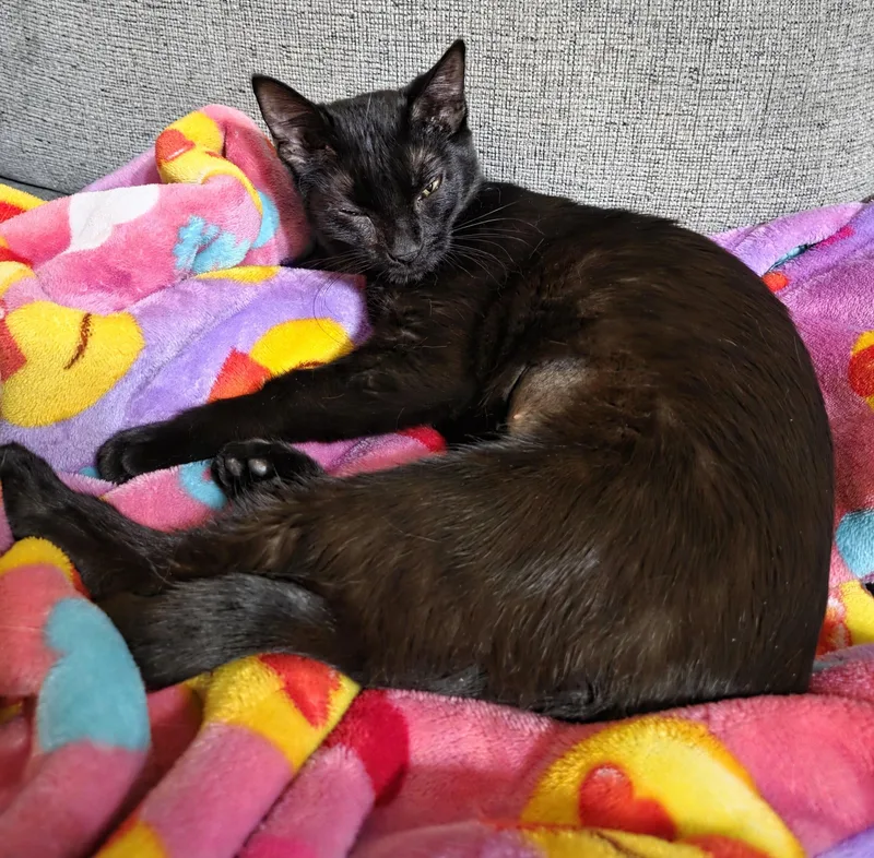 Ginger And Tulip thumbnail 2