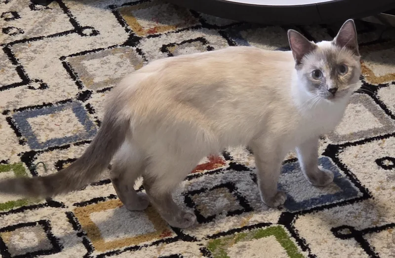 Ginger And Tulip thumbnail 3