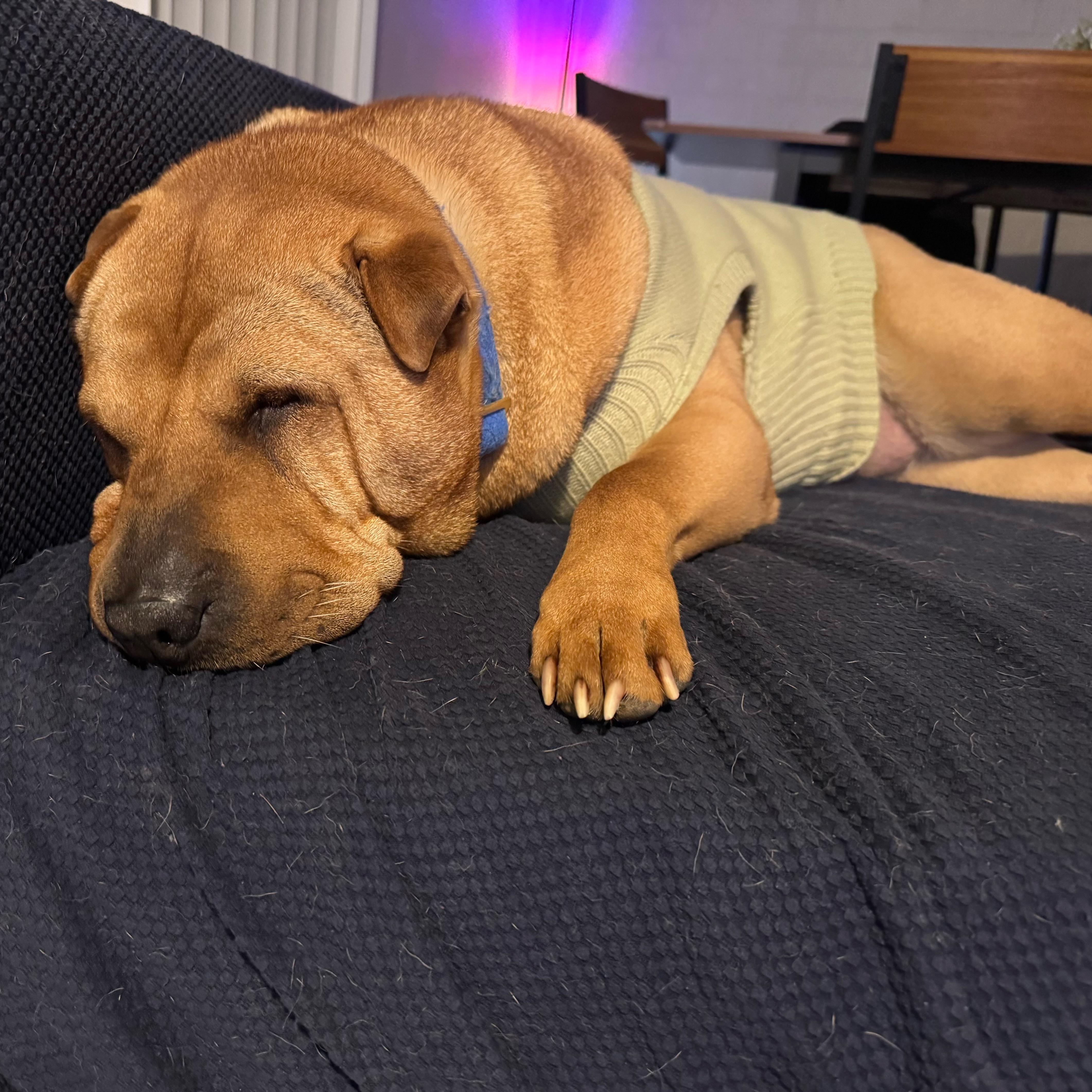 Honey Bunz thumbnail 4