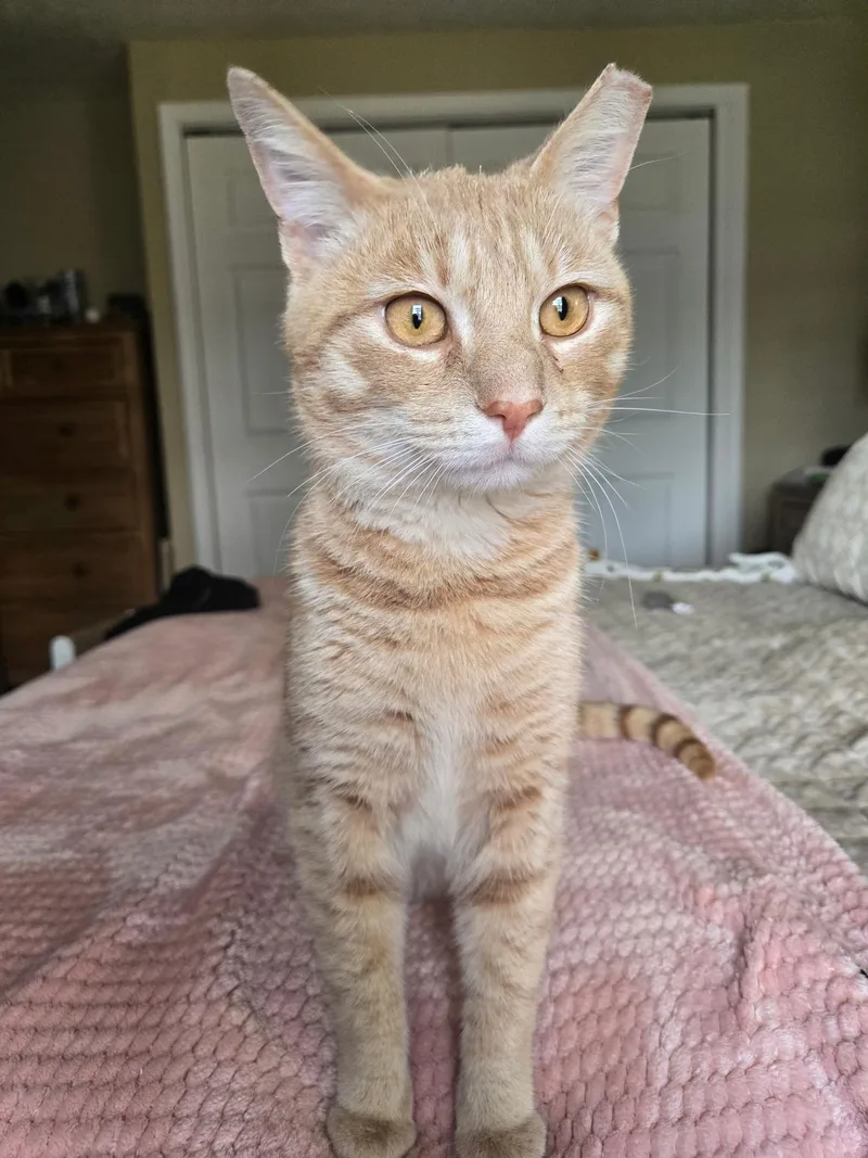 Pringles thumbnail 2