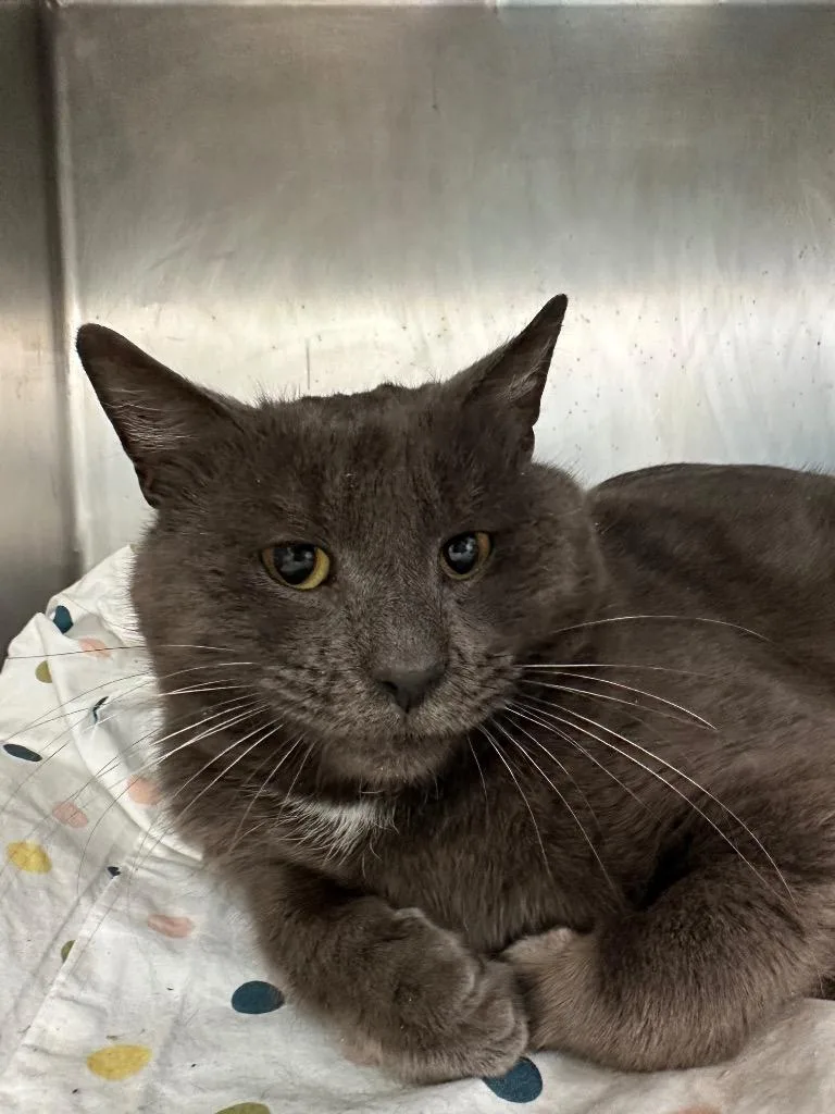 Remington Steele thumbnail 2