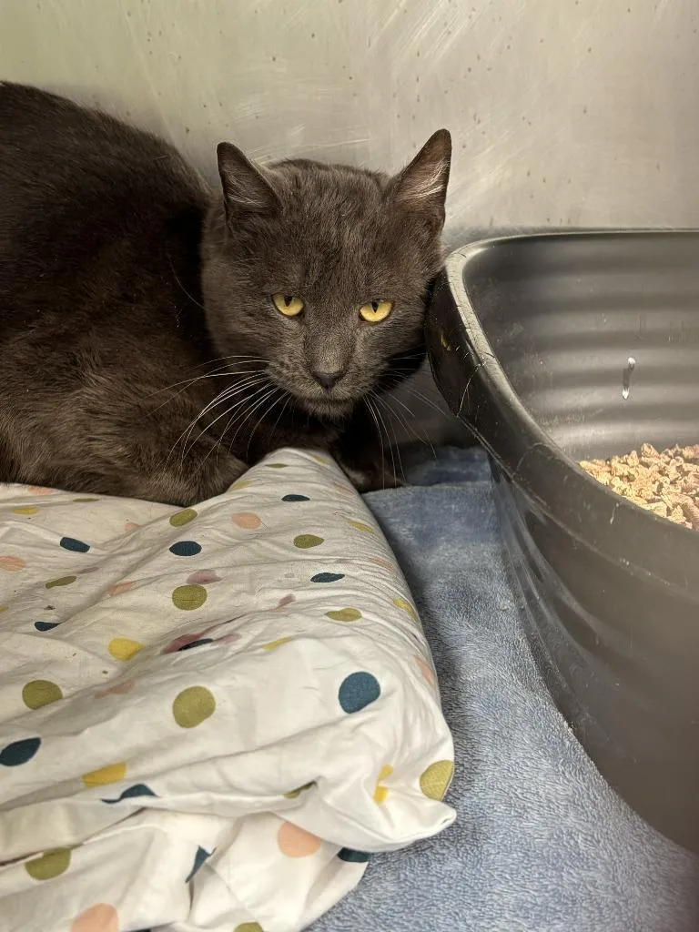 Remington Steele thumbnail 3