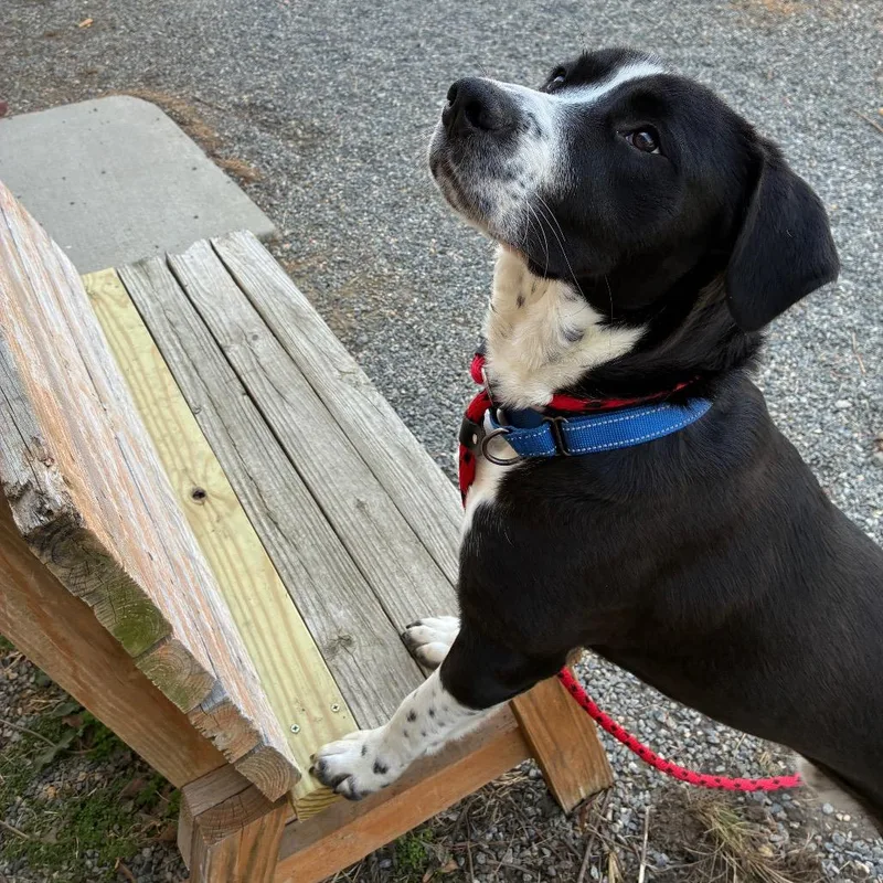 Moose Track thumbnail 3