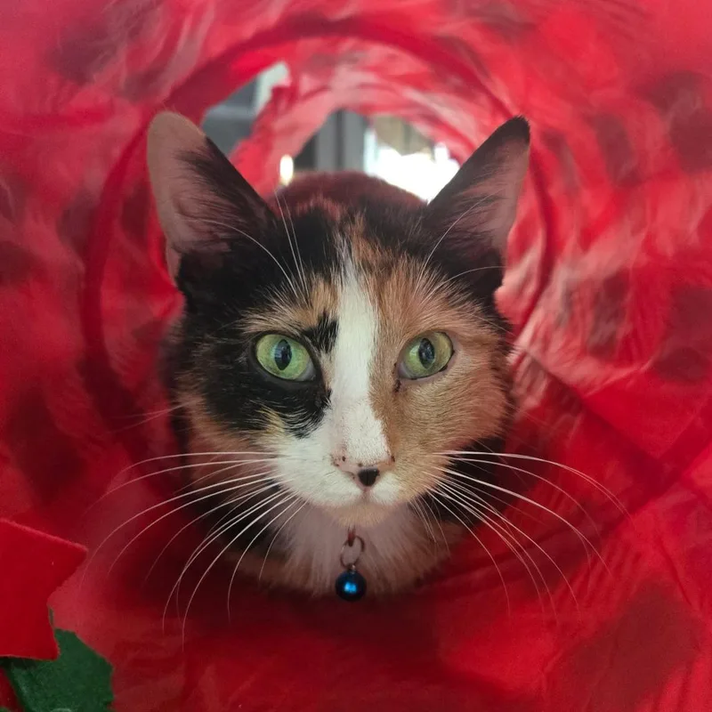 Falafel Lr thumbnail 2