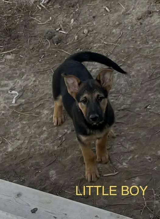 Little Boy