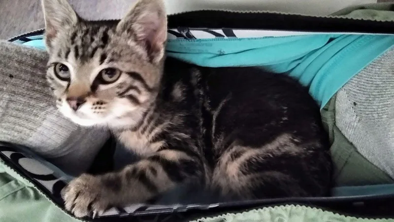 Paddington thumbnail 2