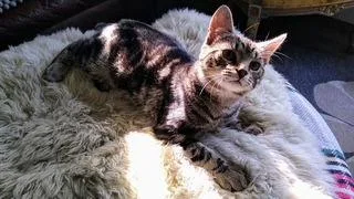 Paddington thumbnail 3