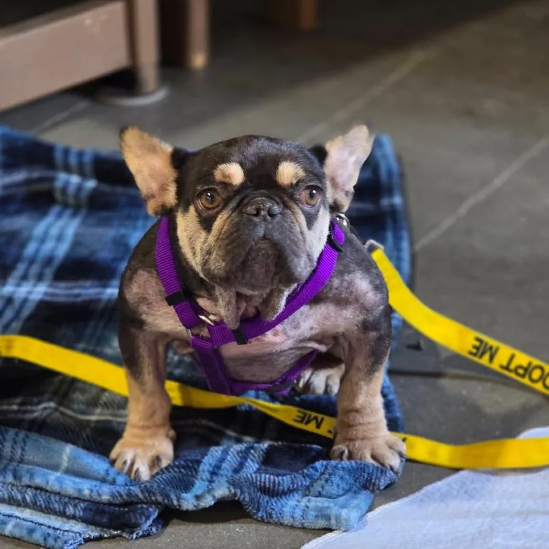 Crumbles thumbnail 4