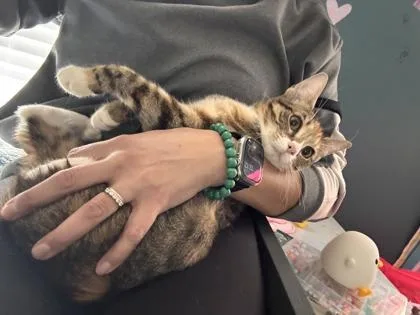 Shrimp Cocktail thumbnail 2