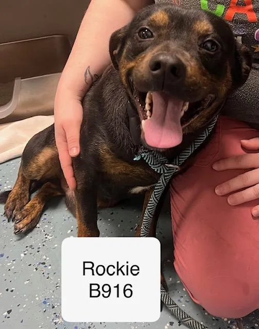 Rockie