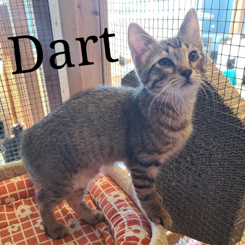 Dart thumbnail 2
