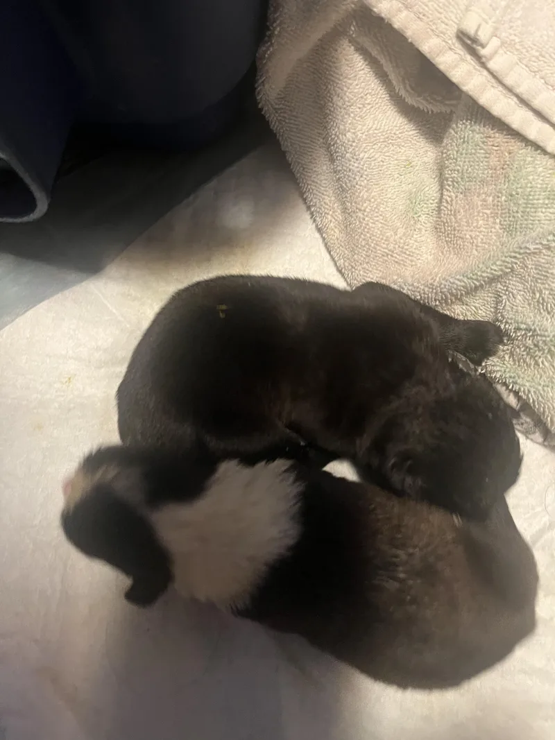 Tilly Fka Gloria Delta