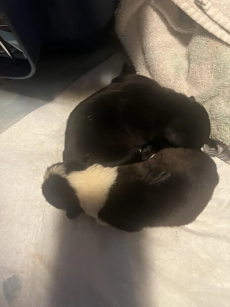 Tilly Fka Gloria Delta thumbnail 2