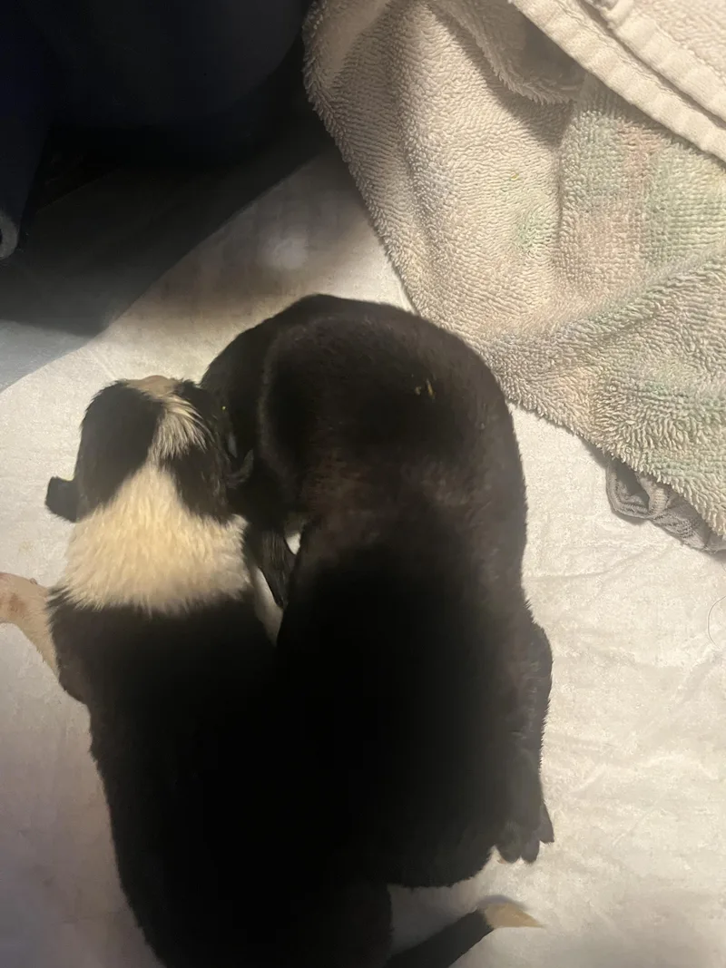 Tilly Fka Gloria Delta thumbnail 3