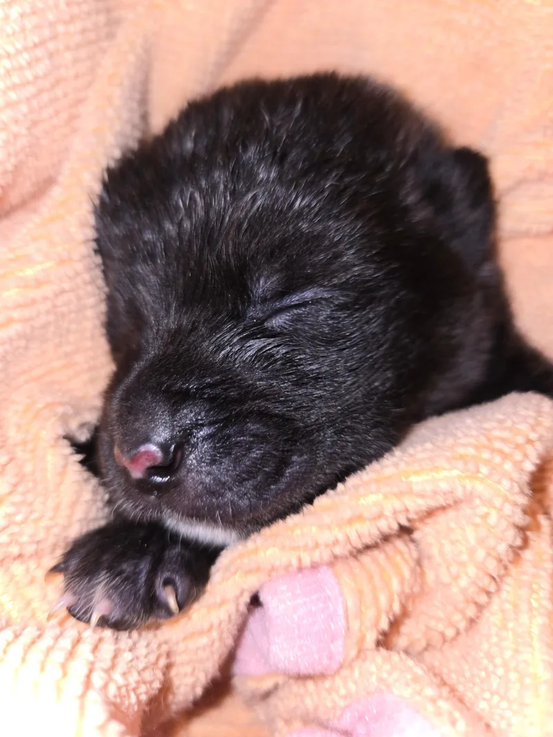 Benson Fka Baby Delta