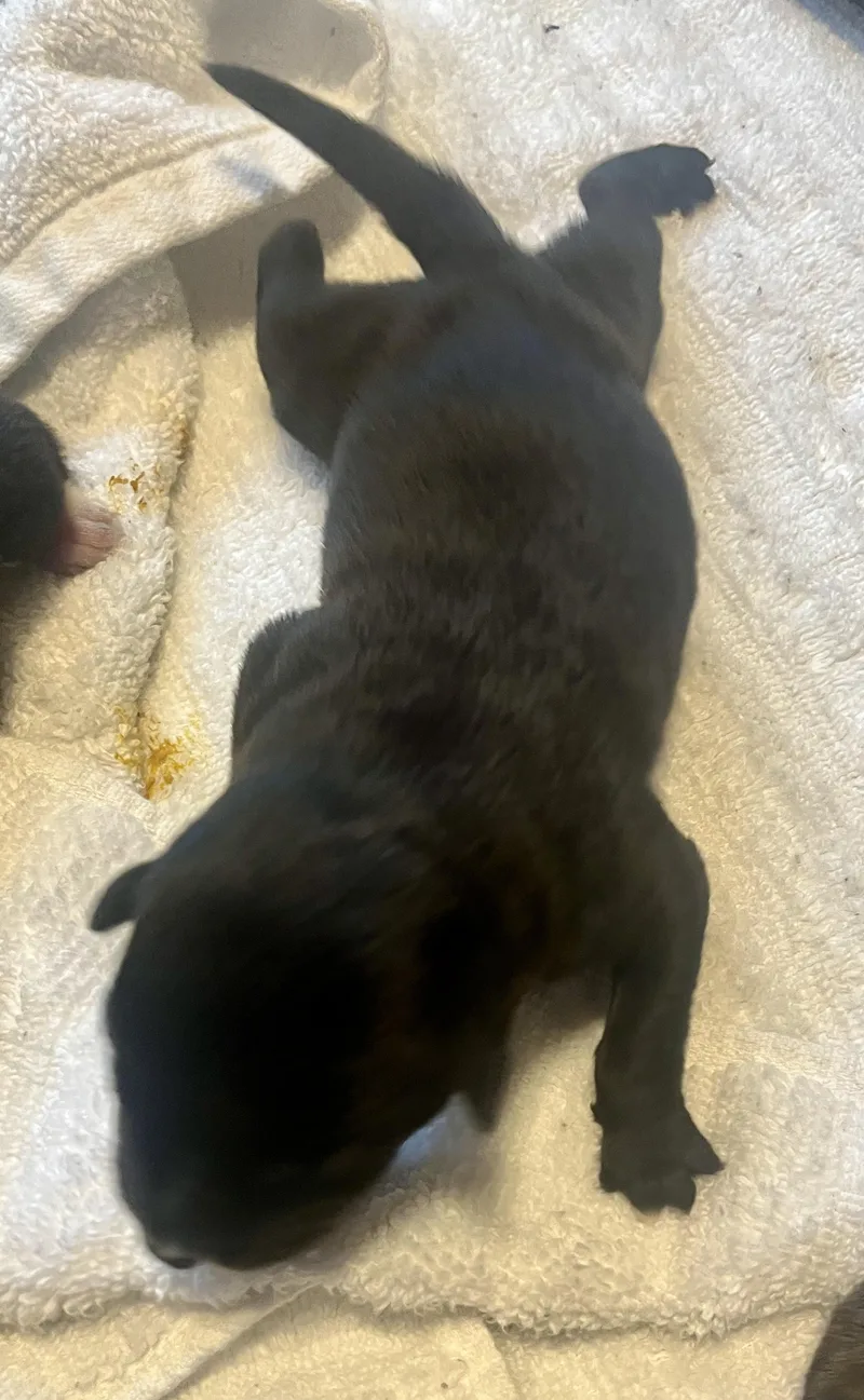 Benson Fka Baby Delta thumbnail 2