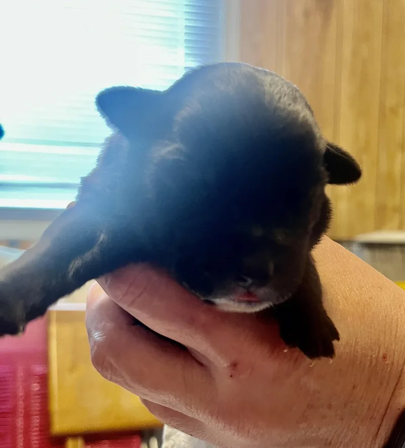 Benson Fka Baby Delta thumbnail 3