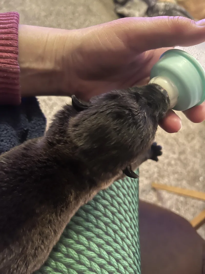 Benson Fka Baby Delta thumbnail 4