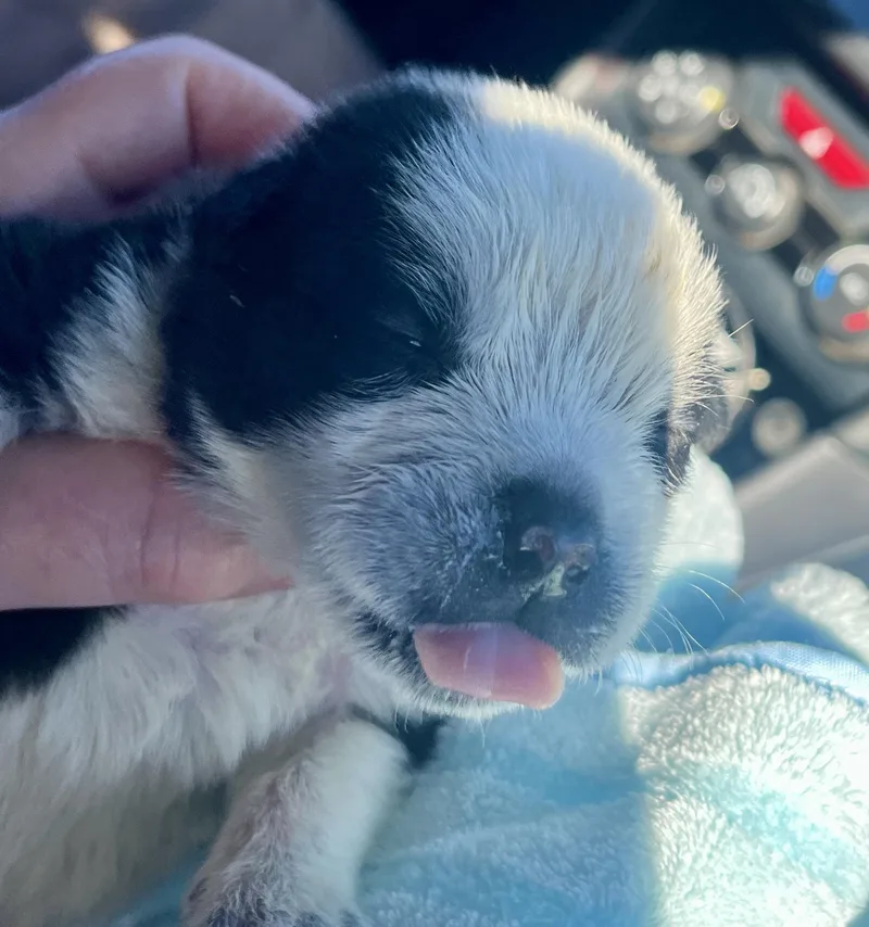 Panda Fka Po Po thumbnail 2