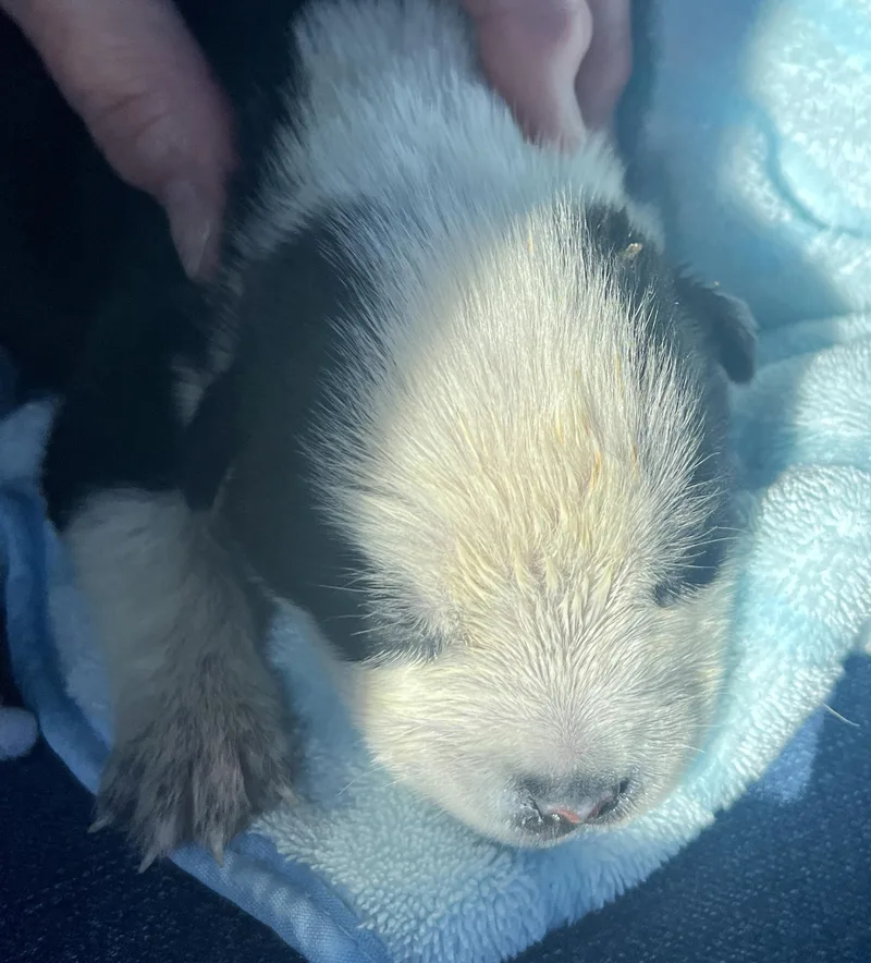 Panda Fka Po Po thumbnail 3