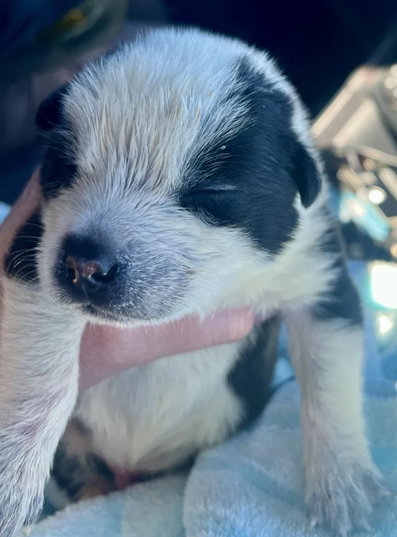 Panda Fka Po Po thumbnail 4