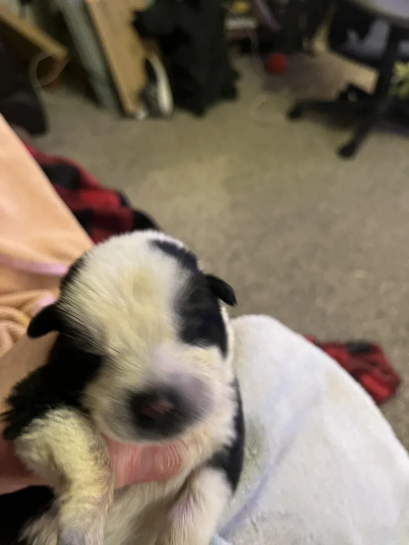 Panda Fka Po Po thumbnail 5