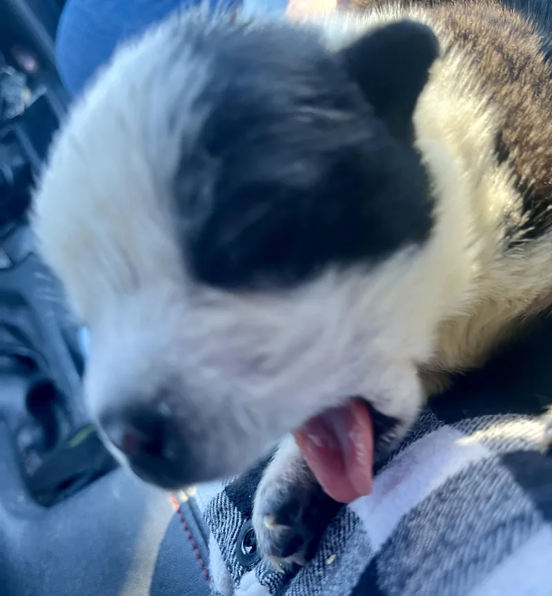 Panda Fka Po Po thumbnail 6