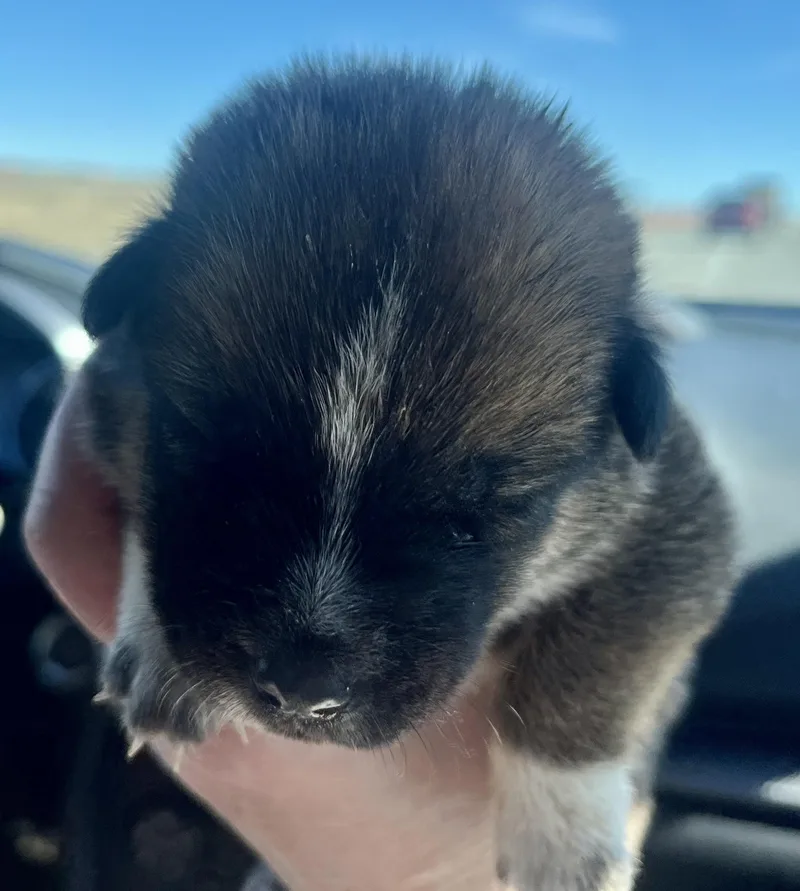 Roxy Fka Squirrel Delta thumbnail 2