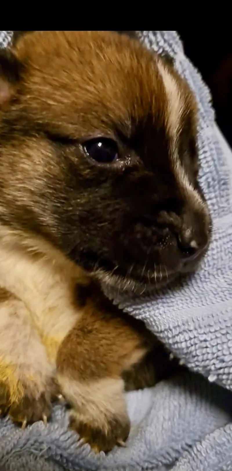 Roxy Fka Squirrel Delta thumbnail 3