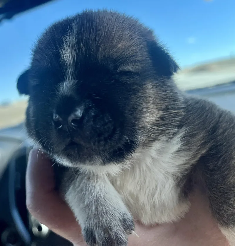 Roxy Fka Squirrel Delta thumbnail 4