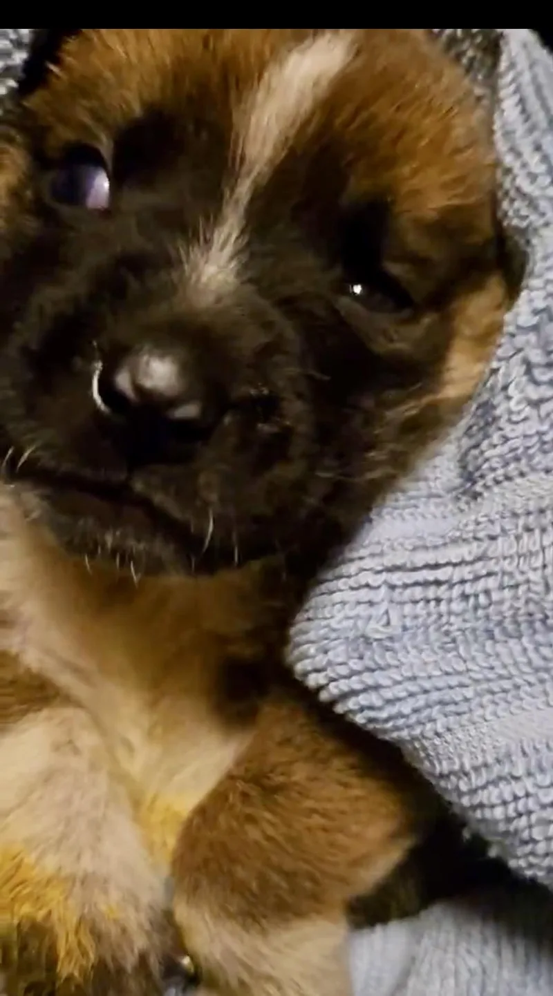 Roxy Fka Squirrel Delta thumbnail 5