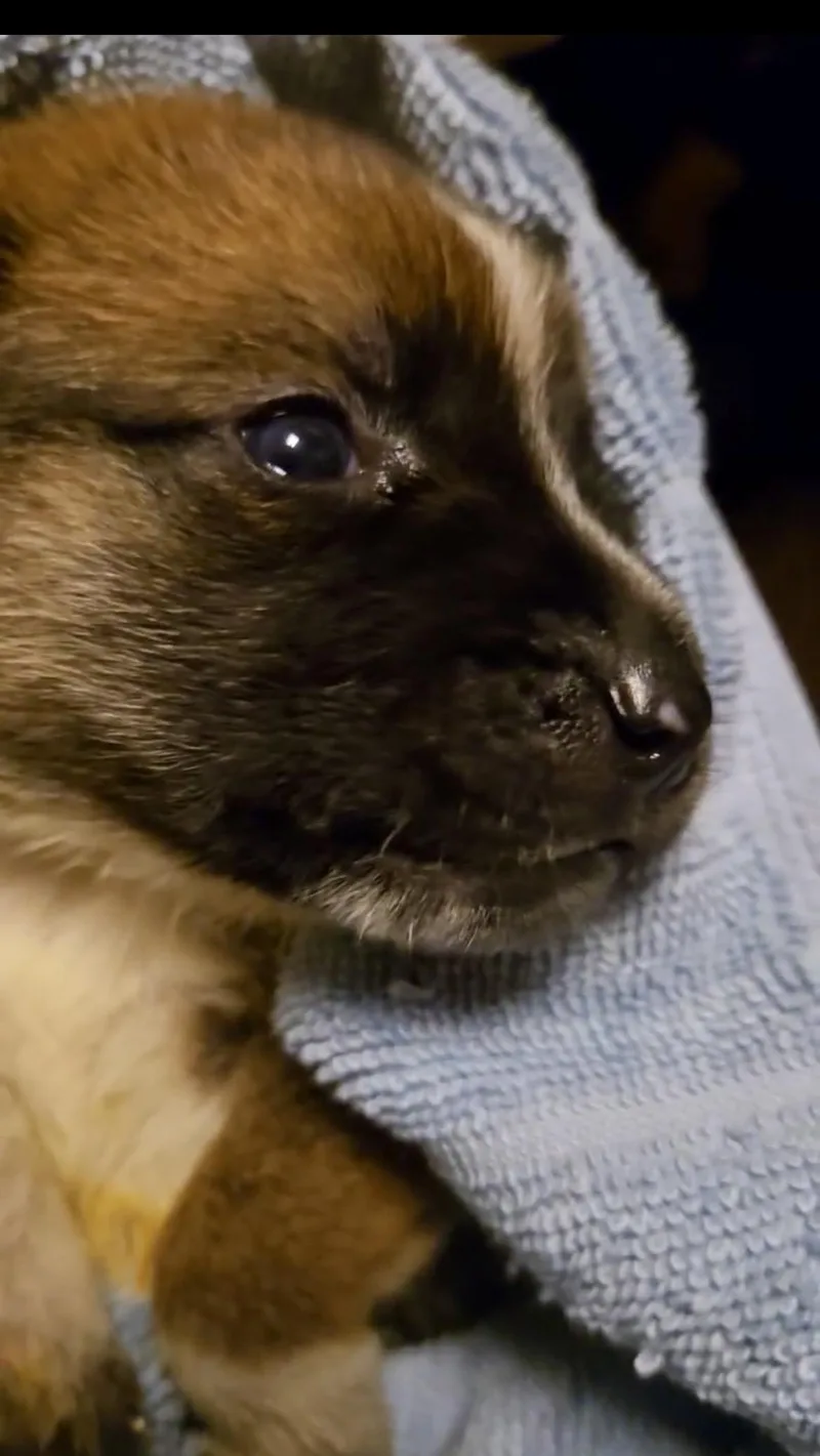 Roxy Fka Squirrel Delta thumbnail 6