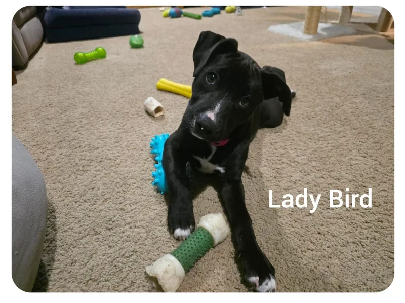 Lady Birdorlando Fl thumbnail 2