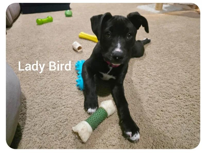 Lady Birdorlando Fl thumbnail 3
