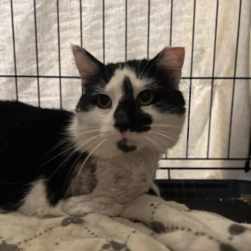 Moocifur thumbnail 2